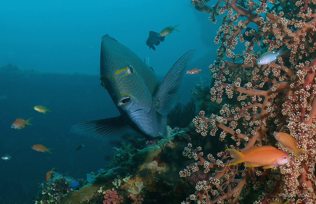 Bali 2016 - Yellowmask surgeonfish  - Chirurgien a queue blanche - Acanthurus mata - IMG_5798_rc.jpg